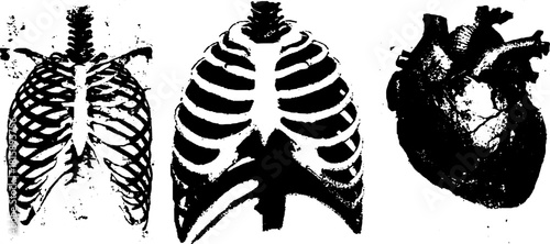 Anatomical illustration featuring a skeleton, heart, and lungs. This black and white vector set provides a clear view of human anatomy.