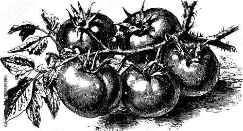 Tomato plant illustrated in vintage engraving style. This black silhouette vector illustration features detailed roots and leaves.