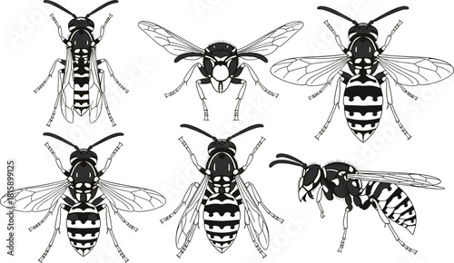 Collection of detailed wasp vector illustrations, black and white insect drawings, entomology
