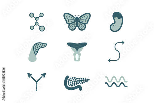 Visceral organ anatomy set, spleen pancreas small intestine, gland cluster, puzzle piece diagram, biology education illustration vector.