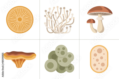 Mushroom fungi set, different types of mushrooms, spores, mycelium, wood growth, biology study flat illustration vector.