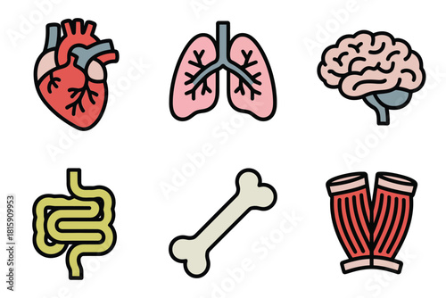 Internal organ diagrams, heart, brain, lungs, stomach, bones, muscle tissue, full color biological anatomy visuals vector.
