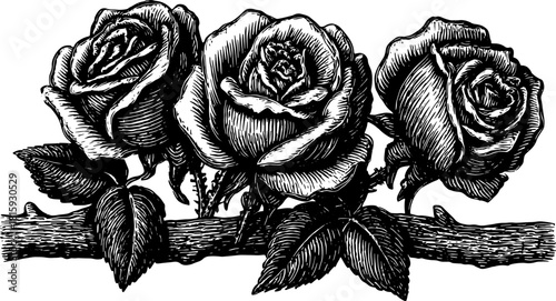 Classic rose illustration in black and white on a trellis. This artwork features detailed blooms and leaves as a floral vector design set.