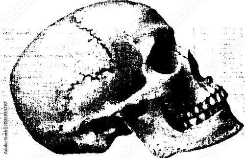 Realistic skull illustration showing anatomical details. Black and white vector set with focus on texture and shape for educational purposes.