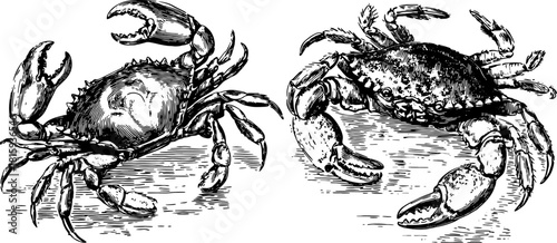 Vintage engraving of crabs in detailed outlines. Black and white vector illustration set showcasing marine wildlife.