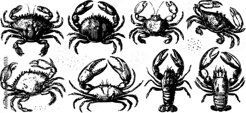 Vintage crab engraving illustration in black outline. Hand-drawn silhouette suitable for seafood menu or art prints, vector set.