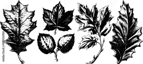 Detailed leaf illustrations in vintage engraving style. Black outline vector illustration featuring diverse shapes and textures in an antique aesthetic.