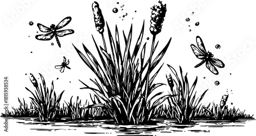 Vintage engraving illustration of grass and dragonflies over water. Detailed line drawing in black and white, showcasing a nature set in a vector format.