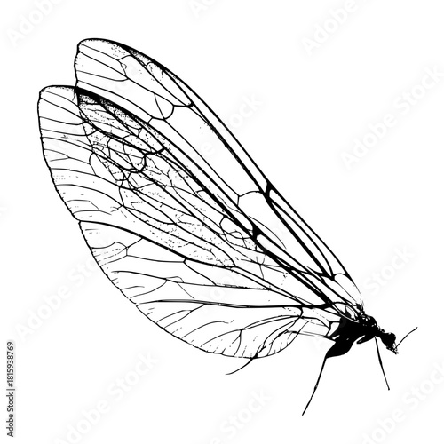 Detailed black and white insect wings vector illustration design graphic element