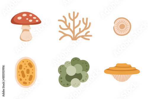 Fungi kingdom visuals, toadstool, mushroom, spore diagram, root system, decomposition, ecological study full color vector.