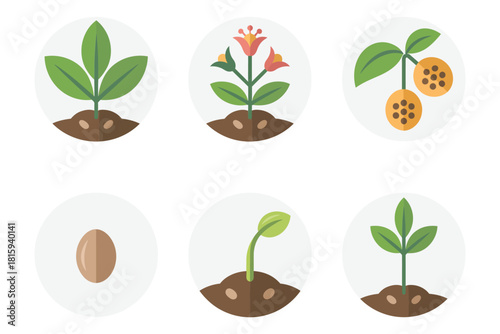 Plant growth stages, detailed seed, sprout, flower, fruit, root system, agriculture science flat vector illustration set.