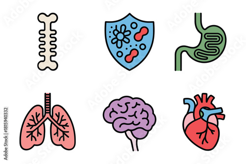 Organ health set, brain, heart, lungs, stomach, bone structure, immunity shield, biological education flat illustration vector.
