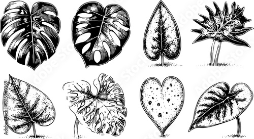 Vintage leaf illustrations in black and white. Detailed botanical illustrations in a set, showcasing various leaf shapes and textures in a vector style.