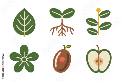Plant growth elements, leaf, root, sprout, flower, fruit, apple, agricultural study flat illustration biological vector.