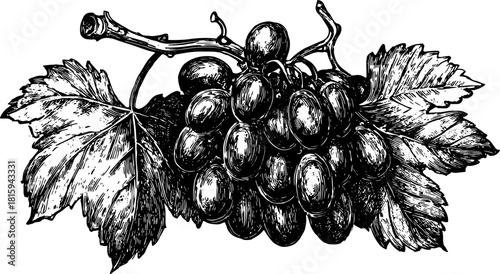 Vintage black and white engraved illustration of grapes with leaves. Detailed vector artwork showcasing natural elements.