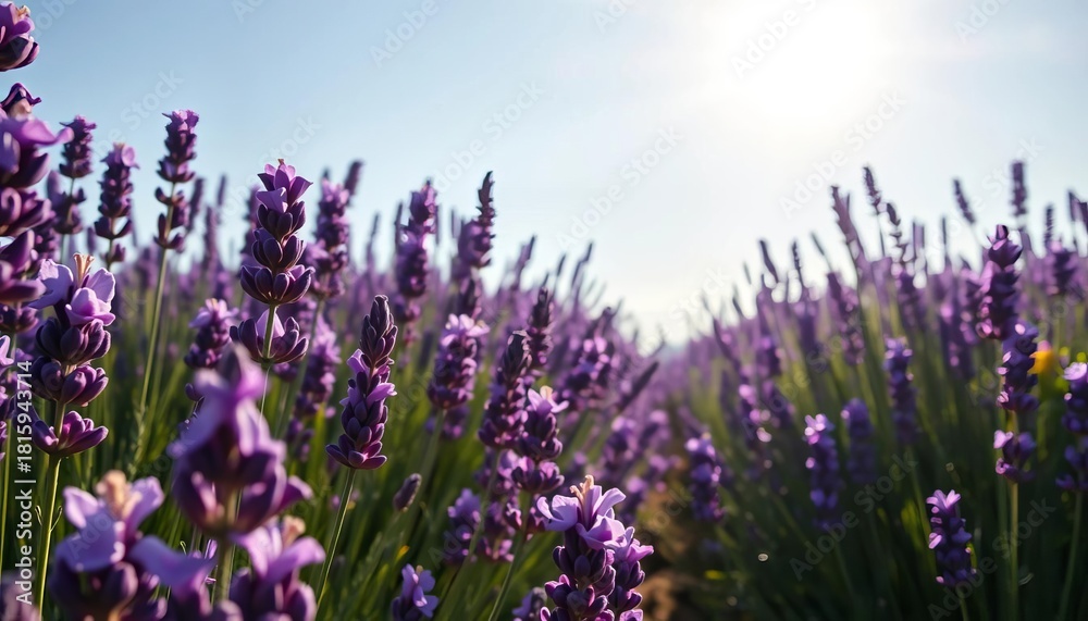 Naklejka premium Sun-drenched field of lavender, vibrant purple blooms filling the air with sweet fragrance, rural, countryside