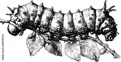 Detailed engraving of a caterpillar on a branch with leaves. This black outline vector illustration showcases the insect?s intricate features.