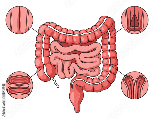 Detailed Human Intestinal Wall Structure Anatomy Vector, digestive anatomy, medical 