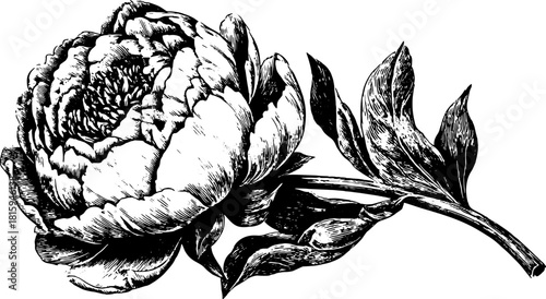 Black and white outline drawing of a peony flower. Vintage vector illustration with botanical details and leaves in a classic floral set.