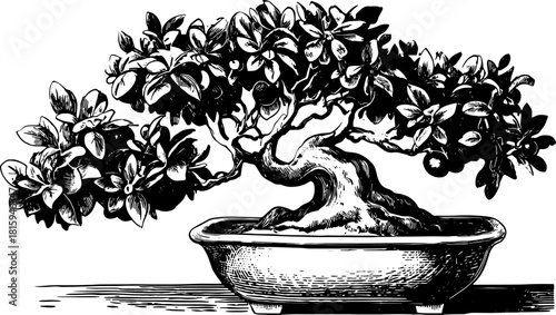Bonsai tree illustration in a vintage black and white style. Detailed engraving in a simple vector set showcasing nature's elegance.