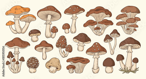 A large collection of various wild forest mushrooms illustrated in a detailed vintage hand-drawn engraving style on a light background.