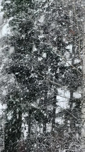 Heavy snowstorm snowflake falling down in tree forest. Winter nature concept