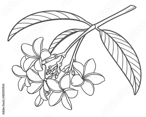 Frangipani flower branch isolated on