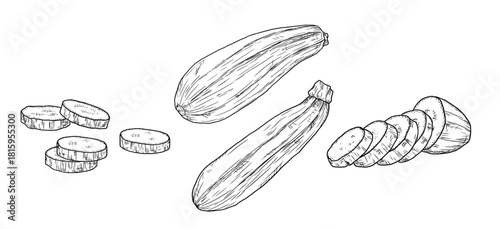 Zucchini and eggplant, whole and sliced, sketch. Vector illustration. Farm vegetables are isolated on a white background. The theme of cuisine, restaurants, farmers fairs, and cookbooks and menus