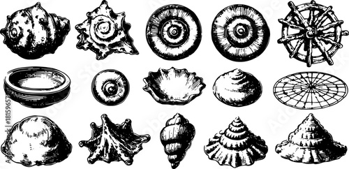Illustration of various shells in detailed and decorative designs. Vintage black and white vector shell set for marine-themed art.