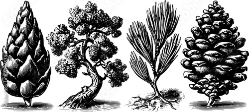 Pine cones and trees illustrated in vintage style. Detailed black outline vector illustration showcasing natural elements in a set format.