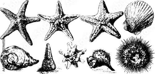 Vintage engraving of starfish and shells in a detailed black outline. This set captures the essence of oceanic life in a classic vector illustration.