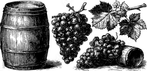 Vintage engraving of grapes and a barrel in a hand-drawn style. This black outline illustration is a classic vector set showcasing detailed elements of nature.