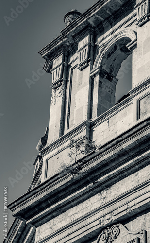 A black and white image of a small plant growing in the facade of an old building.