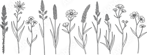 Collection of delicate line art wildflowers and grasses, perfect for botanical illustrations and nature-themed designs