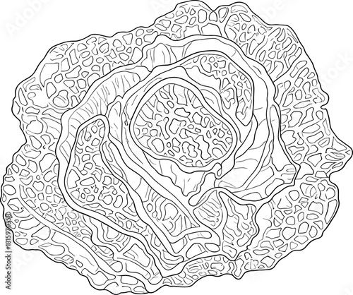 Detailed black and white line art illustration of a fresh savoy cabbage, perfect for coloring pages and healthy food designs