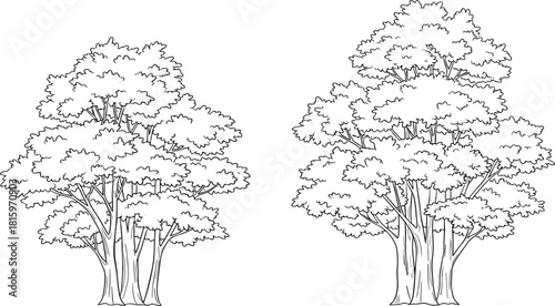 Two detailed line art illustrations of lush trees with dense canopies, showcasing organic shapes and natural beauty