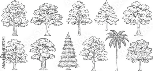 Collection of diverse trees including oak, pine, and palm, illustrated in a classic black and white engraving style