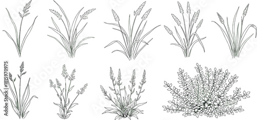 Collection of hand-drawn botanical illustrations featuring various types of grasses and flowering plants