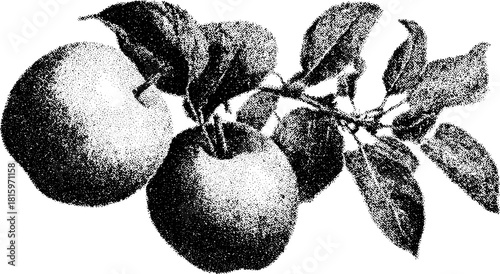 Detailed apple silhouette in antique engraving style. Vintage black outline illustration with leaves, perfect for artistic vector set.