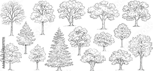 A diverse collection of hand-drawn tree illustrations, featuring various deciduous and coniferous species in a detailed sketch style
