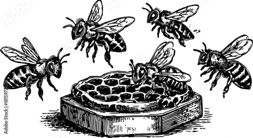 Bee engraving with detailed honeycomb structure. Black outline vector illustration showcasing elements of nature, ideal for an art set.