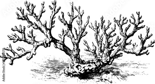 Black outline illustration of coral in vintage style. Hand-drawn vector engraving showcasing intricate details in a decorative design set.