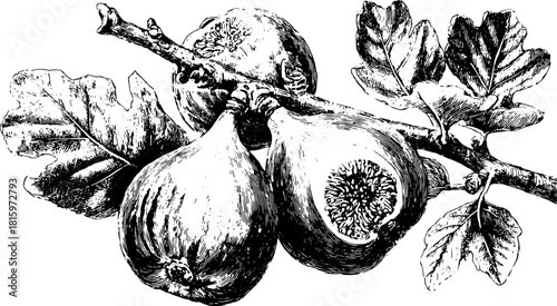 Vintage black and white outline illustration of figs on a branch with leaves. Detailed vector illustration highlights the natural beauty of this tropical fruit set.