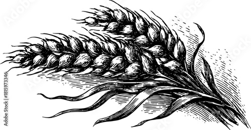 Wheat plant vector illustration in black and white outline style. Detailed vintage illustration showcasing agricultural beauty.