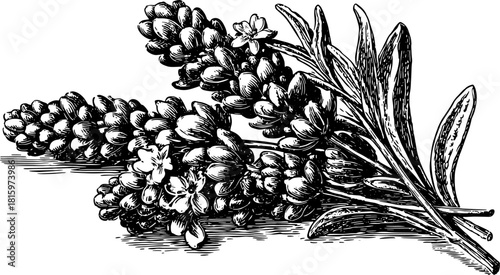 Vintage flower engraving in black and white. Detailed outline illustration capturing botanical elements in a floral set.