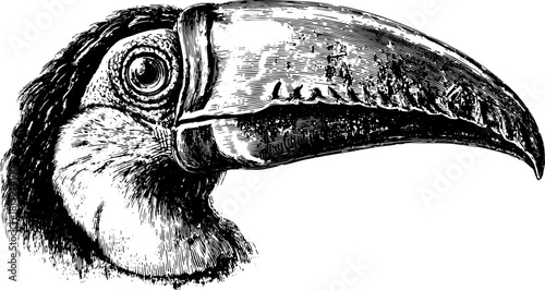 Toucan head illustration in vintage style. Detailed black and white vector art of a wildlife subject, providing realistic representation.
