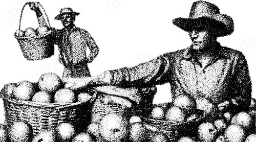Farmer harvesting oranges in a rural setting. Vintage black and white vector illustration of agricultural work with baskets and dedication to agriculture.