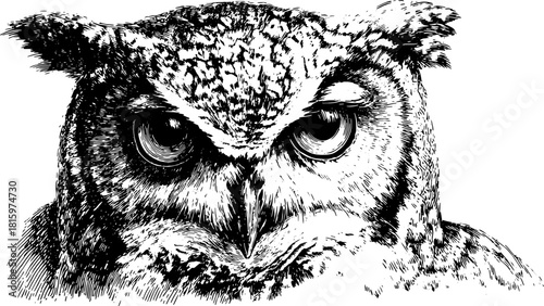 Owl head illustration in black and white. Detailed wildlife vector illustration featuring realistic feathers and curious eyes, suitable for various design projects.