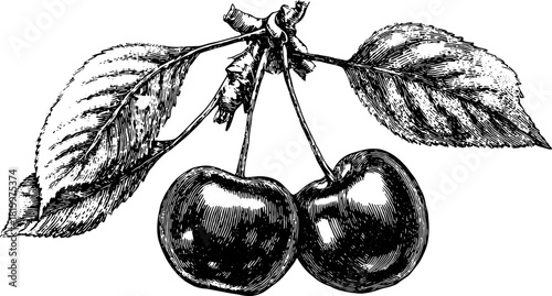 Cherry fruit with leaves in black and white outline. Vintage vector illustration in an engraving style, creating a detailed and artistic set.