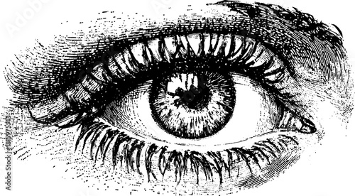 Realistic eye illustration with intricate details in classic black and white. This vintage vector sketch showcases the iris and eyelashes in fine design.